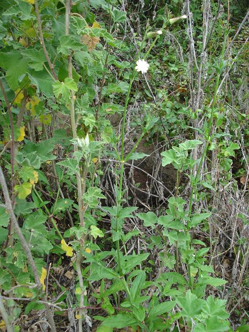 Silene latifolia / Silena bianca