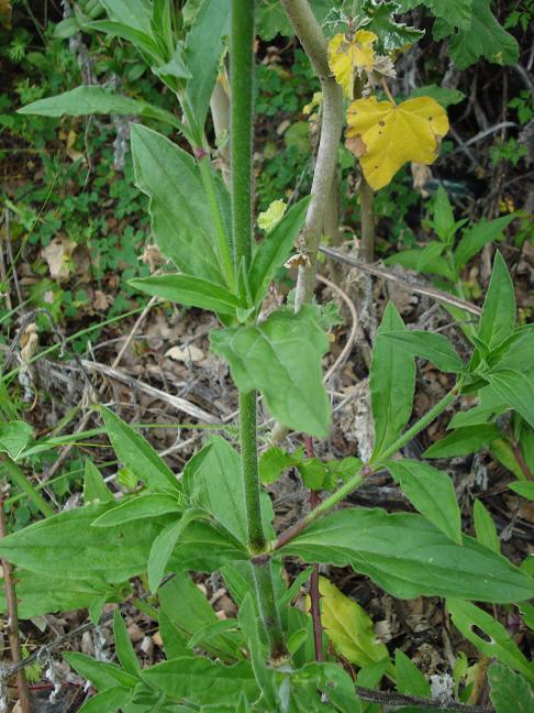 Silene latifolia / Silena bianca