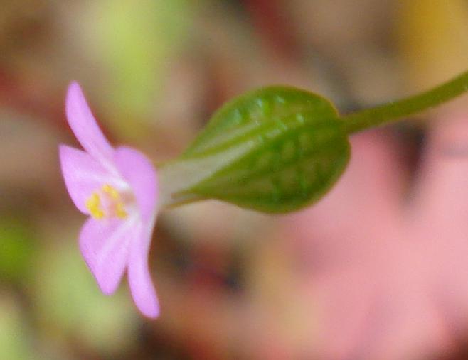 Geranium lucidum