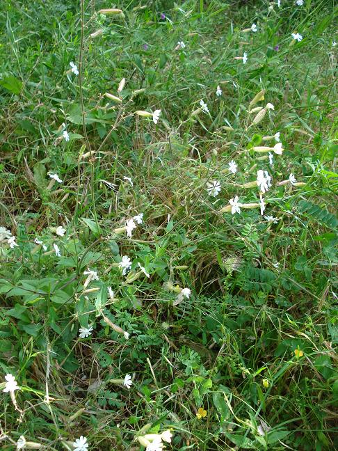 Silene latifolia / Silena bianca