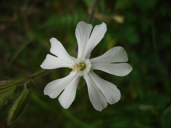 Silene latifolia / Silena bianca