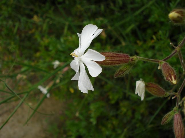 Silene latifolia / Silena bianca