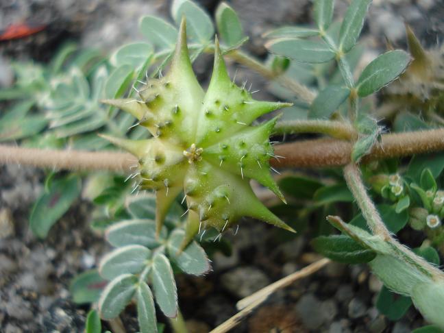 Tribulus terrestris / Tribolo