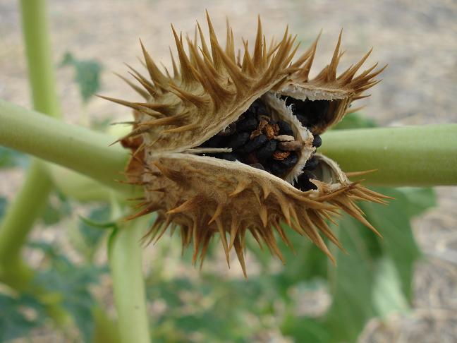 Datura stramonium