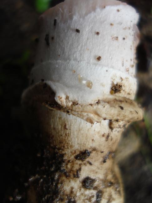 Agaricus con rizoidi