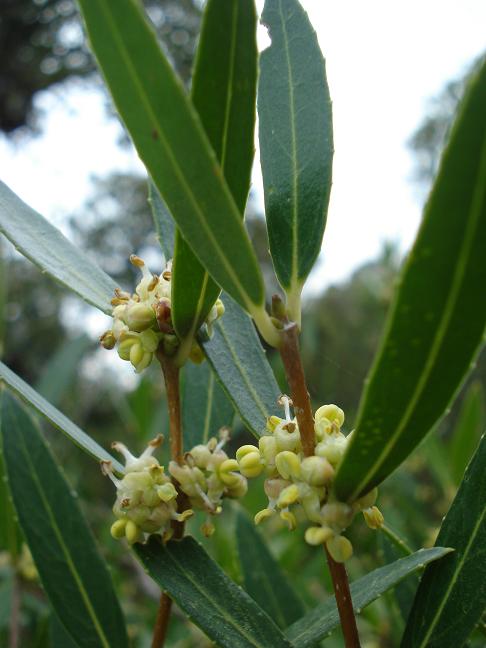 Bacche : Phyllirea latifolia e Pistacia lentiscus