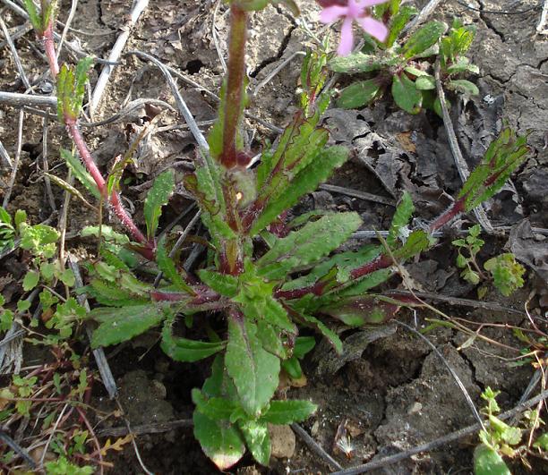 Silene fuscata / Silene scura