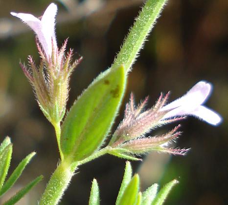 Micromeria graeca / Issopo meridionale