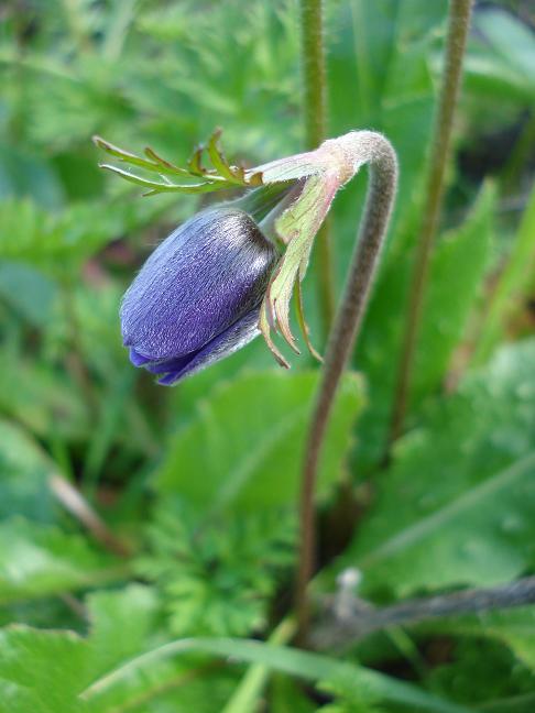 Anemone coronaria