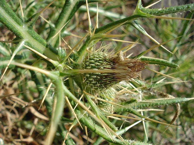 Cirsium vulgare