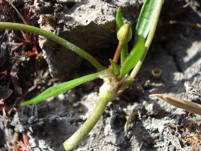 Baldellia ranunculoides