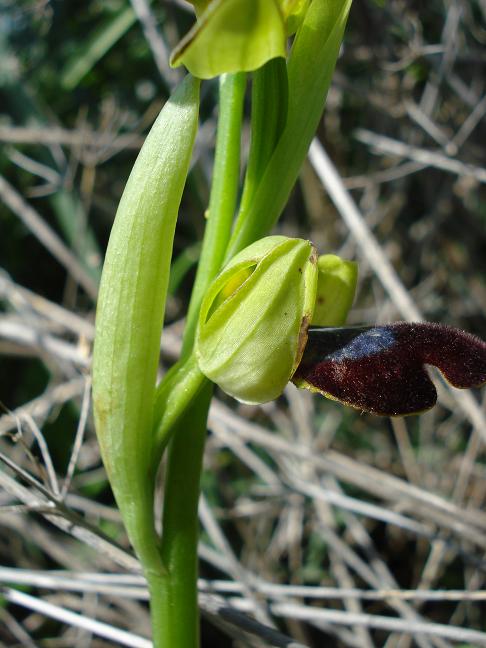 Ophrys iricolor subsp. eleonorae