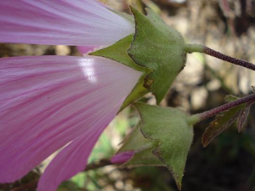 Malva punctata