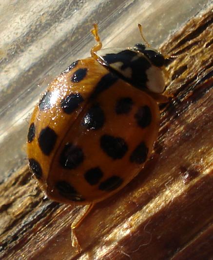 coccinella giallo-arancione: Harmonia axyridis