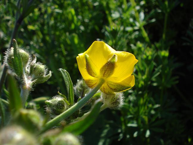 Ranunculus macrophyllus / Ranuncolo macrofillo