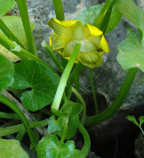 Ranunculus ficaria