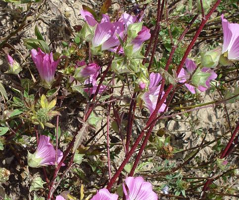 Malva punctata