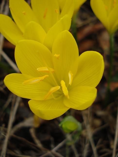 Sternbergia lutea