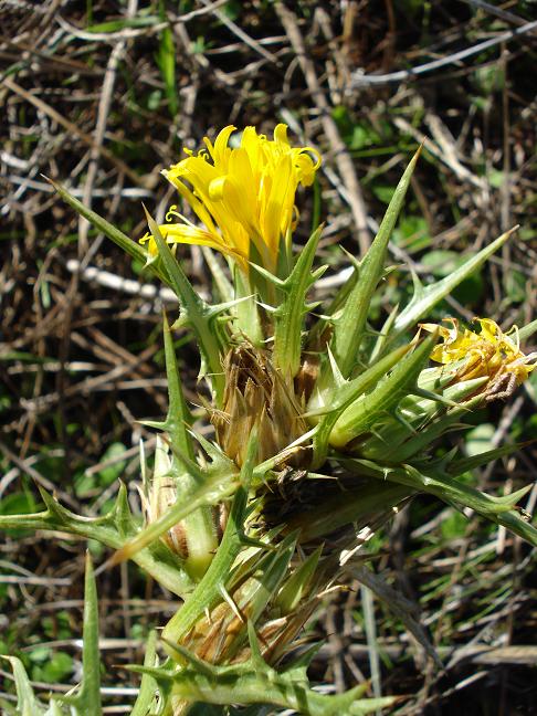 Scolymus hispanicus