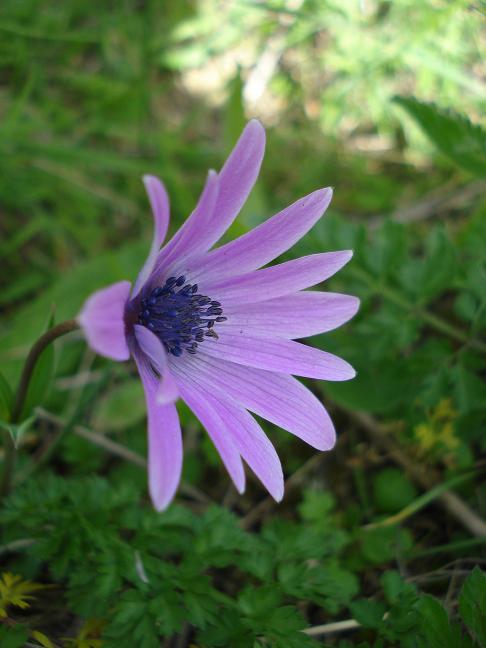 Anemone hortensis