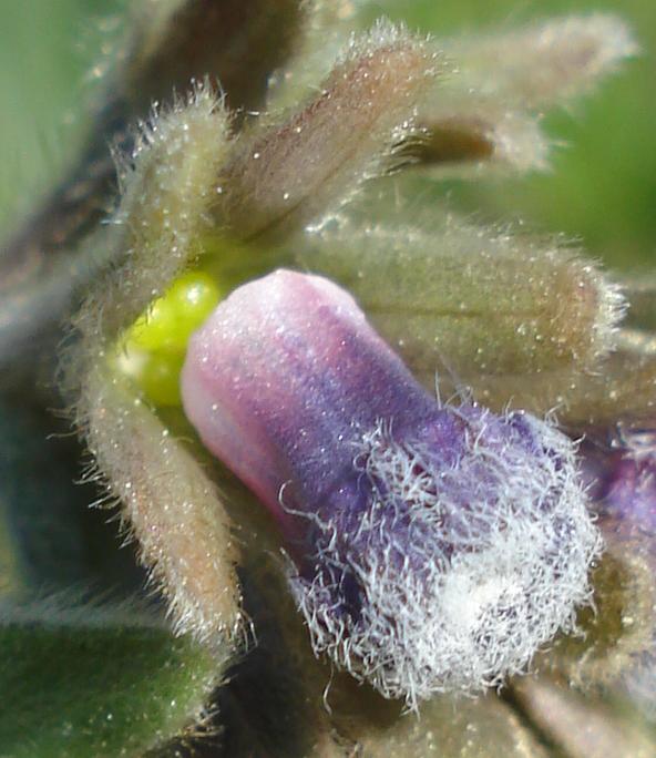 Cynoglossum clandestinum / Lingua di cane villosa