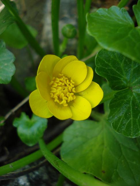 Ranunculus ficaria