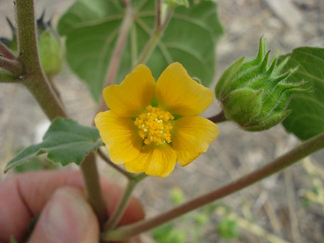 Abutilon theophrasti