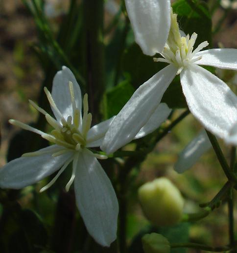 Clematis flammula