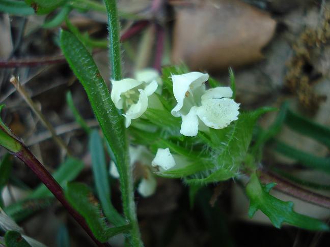 Prunella laciniata