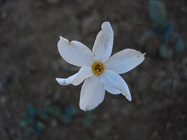 Narcissus serotinus / narciso autunnale