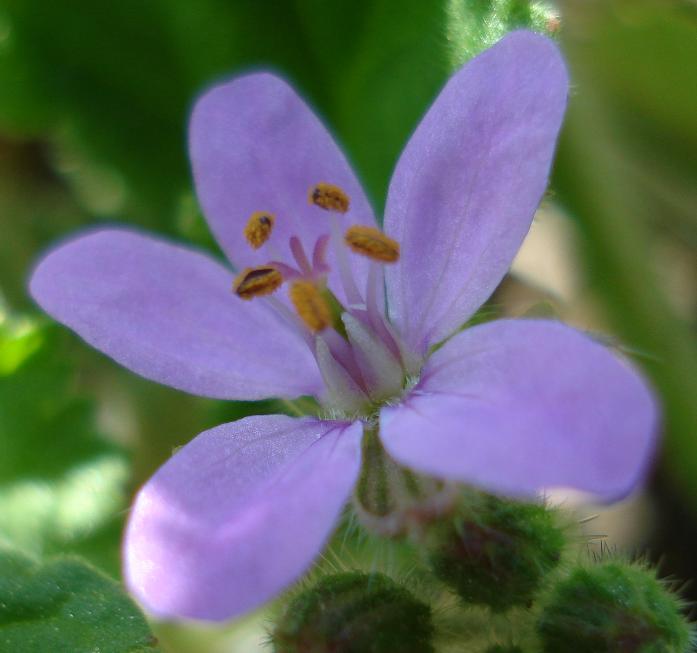 Credo sia un Erodium