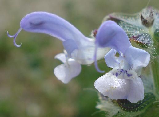 Salvia clandestina