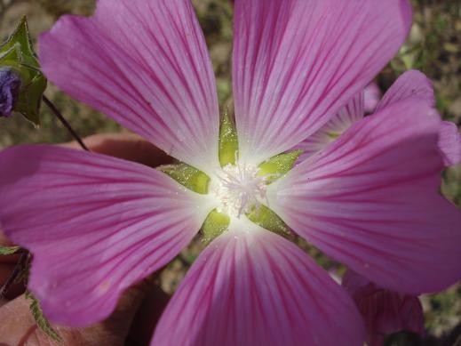 Malva punctata