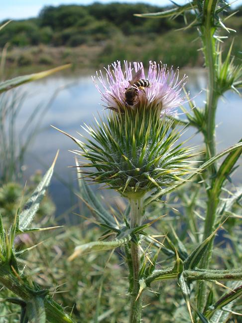 Cirsium vulgare