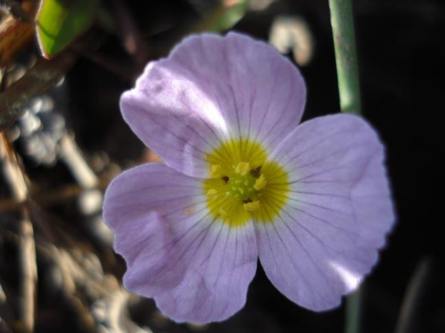 Baldellia ranunculoides