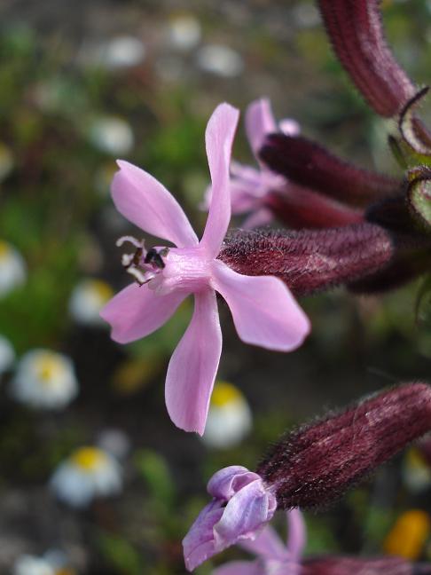 Silene fuscata / Silene scura