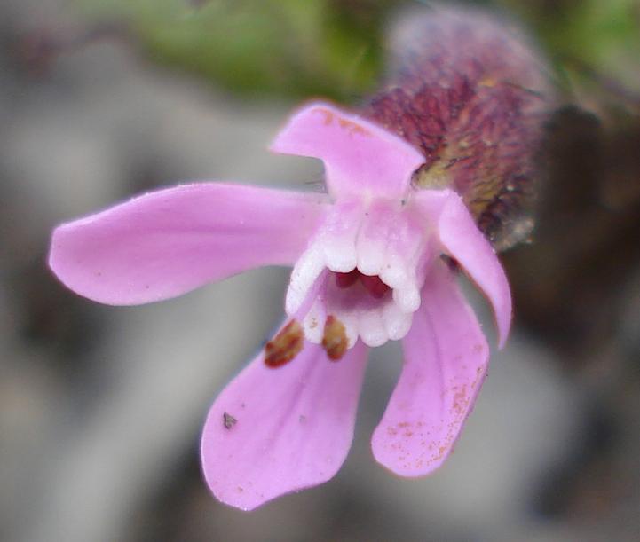 Silene fuscata / Silene scura