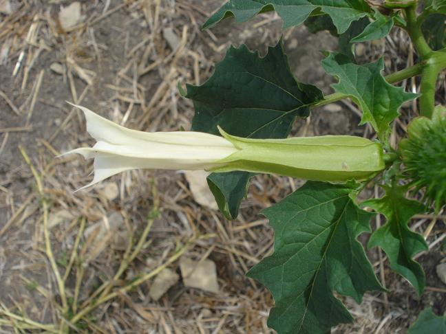 Datura stramonium