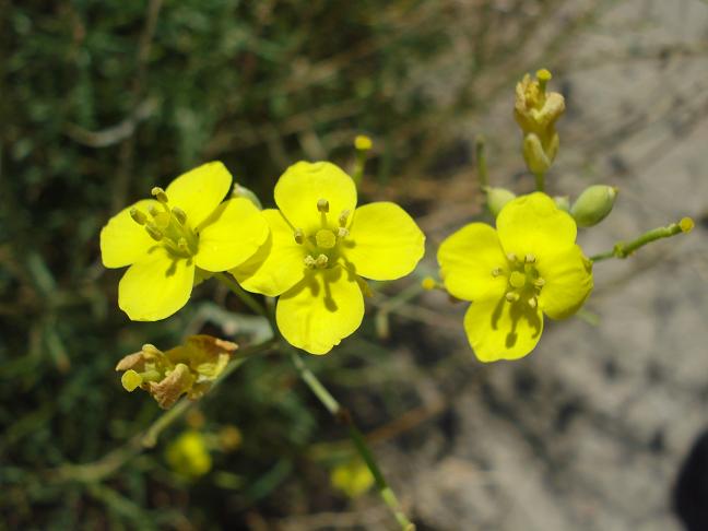 Diplotaxis tenuifolia / Ruchetta selvatica