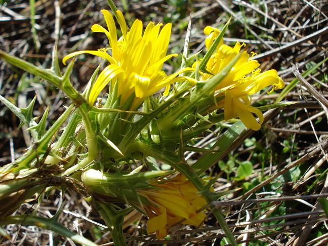 Scolymus hispanicus