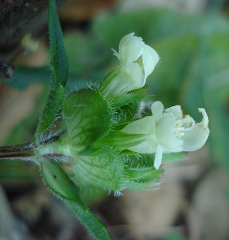 Prunella laciniata