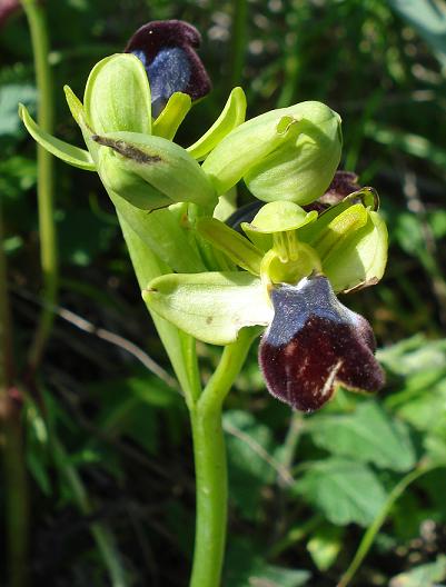 Ophrys iricolor subsp. eleonorae