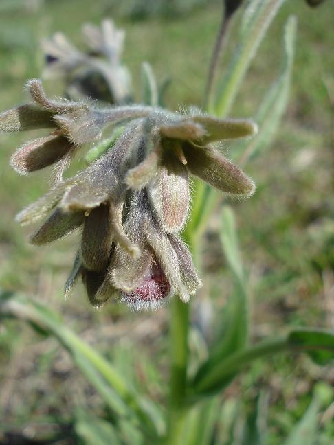 Cynoglossum clandestinum / Lingua di cane villosa