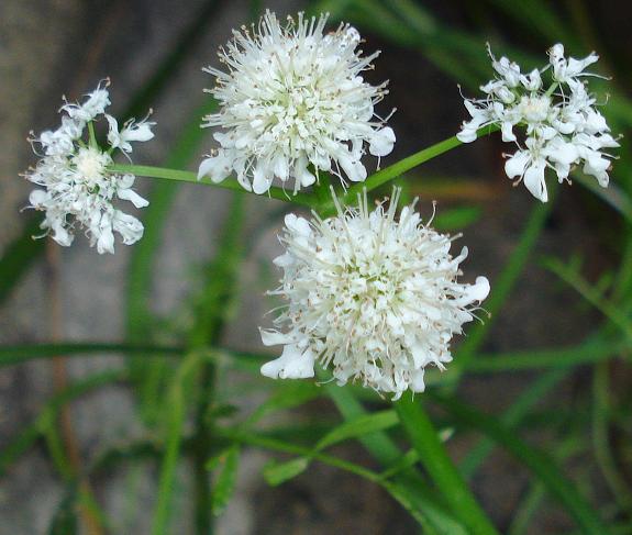 Oenanthe fistulosa / Finocchio acquatico fistoloso