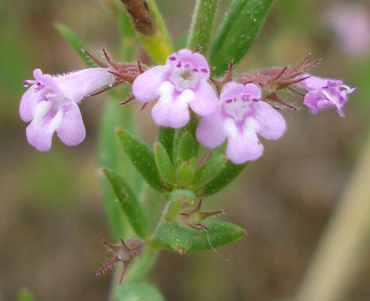 Micromeria graeca / Issopo meridionale