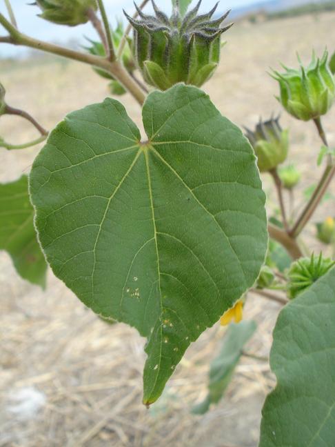 Abutilon theophrasti