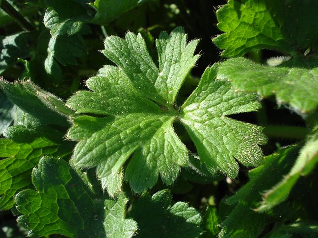 Ranunculus macrophyllus / Ranuncolo macrofillo