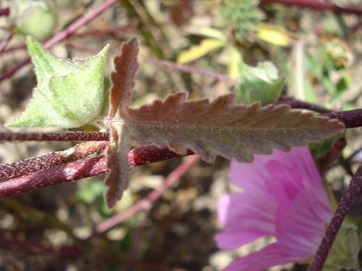 Malva punctata