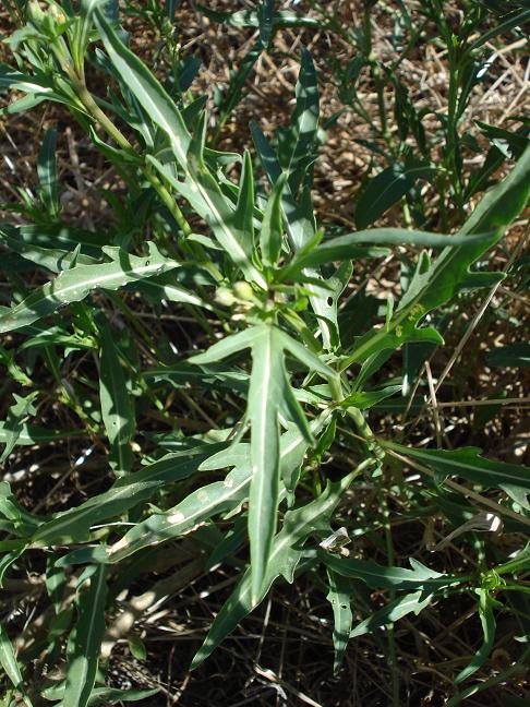 Diplotaxis tenuifolia / Ruchetta selvatica