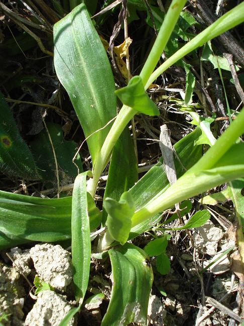 Ophrys iricolor subsp. eleonorae